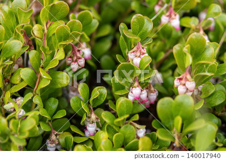 Tiny Pink Bearberry Bloom in Closeup Foliage Tiny Pink Bearberry Bloom in Closeup Foliage 140017940