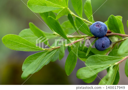 Ripe blue berries of Dwarf bilberry on a branch with leaves. 140017949