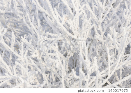 Snowy frozen white branches of the bush in the winter park. Snowy frozen white branches of the bush in the winter park. 140017975