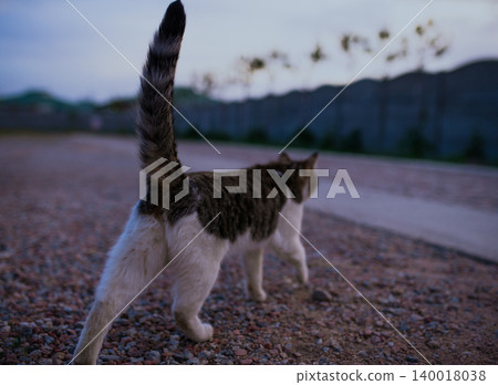 Cat walks down the street, focus on back 140018038