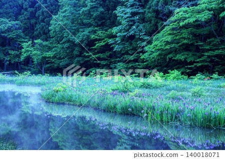 Iris colony at Hiraike Pond 140018071