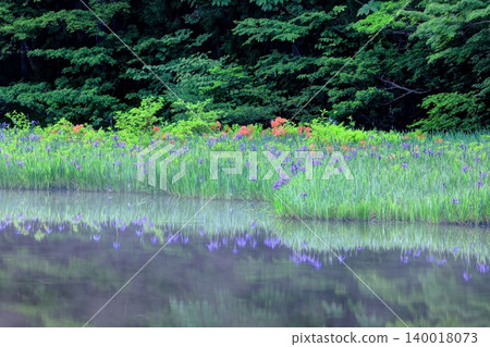 Iris colony at Hiraike Pond Iris colony at Hiraike Pond 140018073