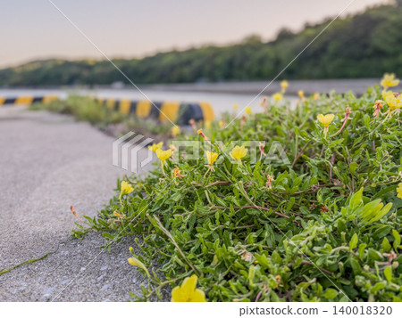Wildflowers blooming in the cracks of concrete 140018320