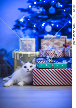 christmas white cat in patches under a blue christmas tree between gifts christmas white cat in patches under a blue christmas tree between gifts 140018485