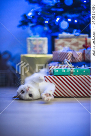 christmas white cat in patches under a blue christmas tree between gifts christmas white cat in patches under a blue christmas tree between gifts 140018486