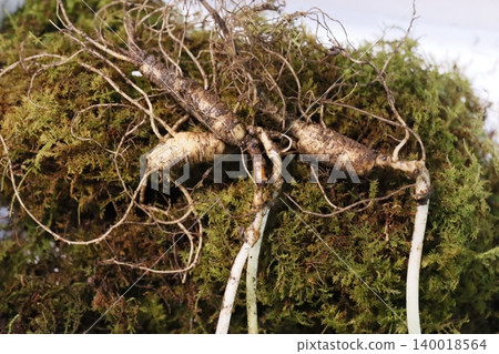 Fresh Ginseng Roots with Moss Close-up 140018564
