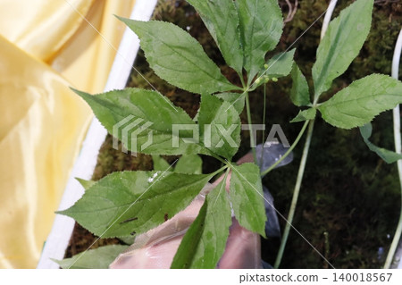 Fresh Green Plant with Moss Background 140018567
