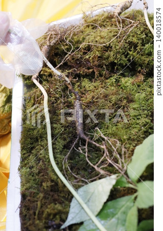 Ginseng Root in Moss with Hand Holding Plastic Bag Ginseng Root in Moss with Hand Holding Plastic Bag 140018574
