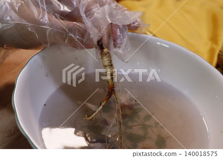 Gloved Hand Holding Root Vegetable Over Water Bowl Gloved Hand Holding Root Vegetable Over Water Bowl 140018575
