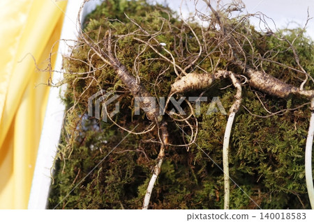 Close-up of Root System with Moss Close-up of Root System with Moss 140018583