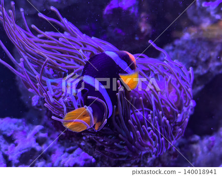 Colorful clownfish swimming in a vibrant coral reef habitat Colorful clownfish swimming in a vibrant coral reef habitat 140018941