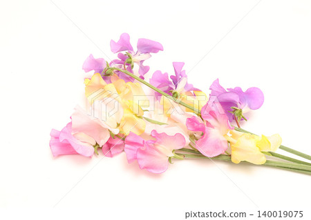 White background sweet pea 140019075