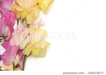 White background sweet pea 140019077