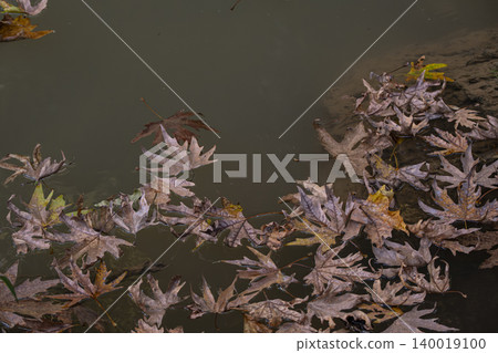 Dry Plane Tree Leaves on Still Water. Dry Plane Tree Leaves on Still Water. 140019100