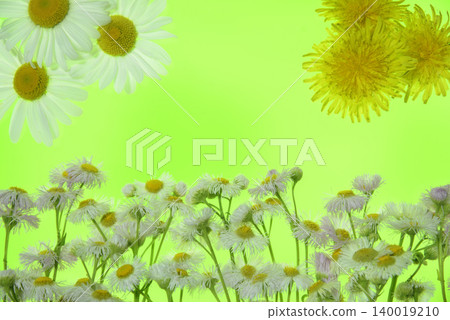 Background material: Flowers, wildflowers, close-up, spring image Background material: Flowers, wildflowers, close-up, spring image 140019210