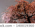 Rainy Asakusa Temple, Cherry Blossoms at Night 140019360