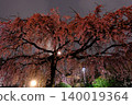 Rainy Asakusa Temple, Cherry Blossoms at Night 140019364