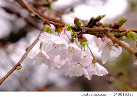 多雨淺草寺 多雨淺草寺 140019382