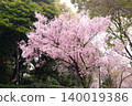 The cherry blossom trees in Sumida Park create a tunnel of cherry blossoms. 140019386
