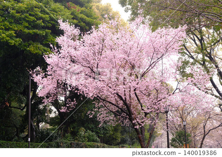 The cherry blossom trees in Sumida Park create a tunnel of cherry blossoms. The cherry blossom trees in Sumida Park create a tunnel of cherry blossoms. 140019386