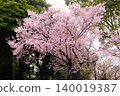 The cherry blossom trees in Sumida Park create a tunnel of cherry blossoms. 140019387