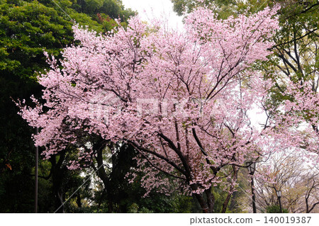 The cherry blossom trees in Sumida Park create a tunnel of cherry blossoms. 140019387