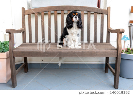 tricolour cavalier king charles spaniel on the bench tricolour cavalier king charles spaniel on the bench 140019392