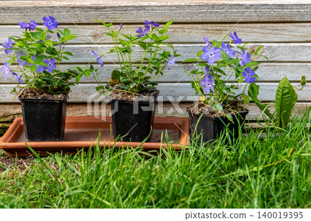 three purple flowers in a pot on a terracotta base in front of a wooden box in green grass three purple flowers in a pot on a terracotta base in front of a wooden box in green grass 140019395