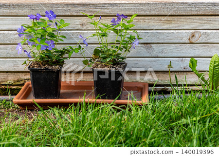 two purple flowers in a pot on a terracotta base in front of a wooden box in green grass two purple flowers in a pot on a terracotta base in front of a wooden box in green grass 140019396