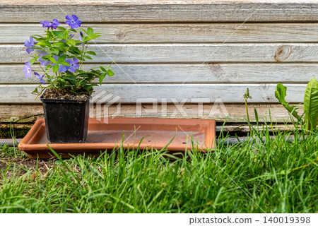 purple flowers in a pot on a terracotta base in front of a wooden box in green grass purple flowers in a pot on a terracotta base in front of a wooden box in green grass 140019398