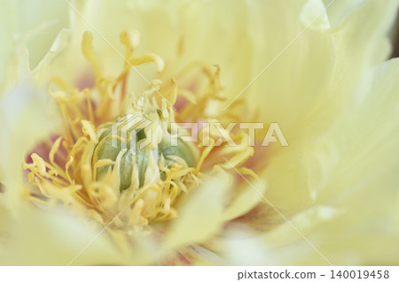 Peony Peony 140019458