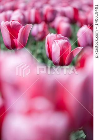 The tulips are in full bloom at Kamiyubetsu Tulip Park. The tulips are in full bloom at Kamiyubetsu Tulip Park. 140019481
