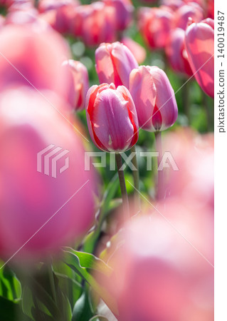 The tulips are in full bloom at Kamiyubetsu Tulip Park. 140019487