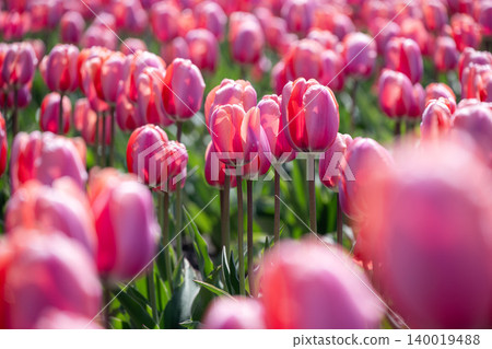 The tulips are in full bloom at Kamiyubetsu Tulip Park. 140019488