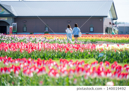 The tulips are in full bloom at Kamiyubetsu Tulip Park. 140019492