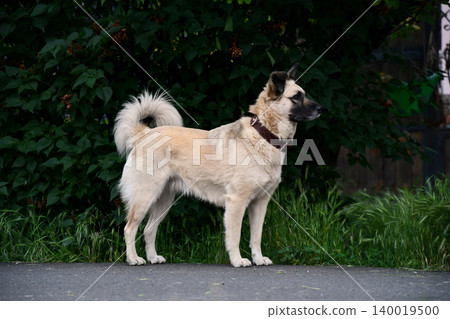 Portrait funny and happy shiba inu puppy dog peeking out from behind a blue banner. Isolated on blue pastel background Portrait funny and happy shiba inu puppy dog peeking out from behind a blue banner. Isolated on blue pastel background 140019500
