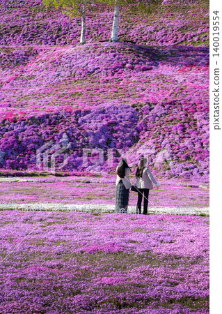 An evening at Higashimokoto Shibazakura Park in full bloom An evening at Higashimokoto Shibazakura Park in full bloom 140019554