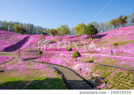 An evening at Higashimokoto Shibazakura Park in full bloom An evening at Higashimokoto Shibazakura Park in full bloom 140019559