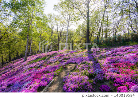 An evening at Higashimokoto Shibazakura Park in full bloom An evening at Higashimokoto Shibazakura Park in full bloom 140019584