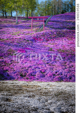 An evening at Higashimokoto Shibazakura Park in full bloom An evening at Higashimokoto Shibazakura Park in full bloom 140019588