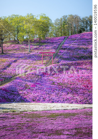 An evening at Higashimokoto Shibazakura Park in full bloom An evening at Higashimokoto Shibazakura Park in full bloom 140019596