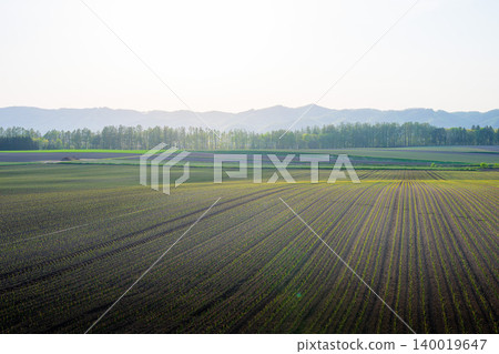 Hokkaido in early summer: vast farmlands 140019647