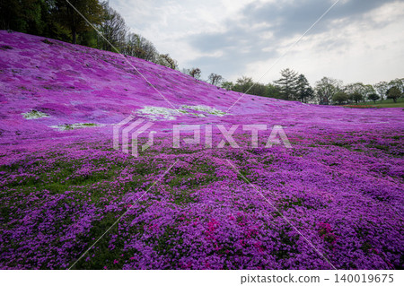 The Hill of the Sun, where moss phlox are in full bloom. The Hill of the Sun, where moss phlox are in full bloom. 140019675