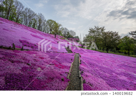 The Hill of the Sun, where moss phlox are in full bloom. The Hill of the Sun, where moss phlox are in full bloom. 140019682