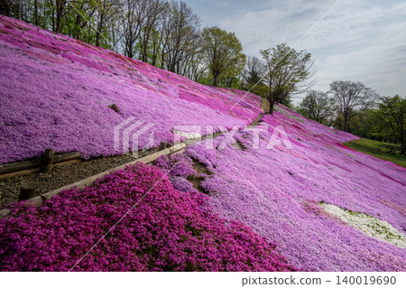 The Hill of the Sun, where moss phlox are in full bloom. The Hill of the Sun, where moss phlox are in full bloom. 140019690