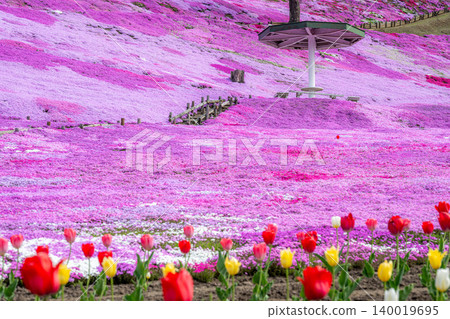 The Hill of the Sun, where moss phlox are in full bloom. The Hill of the Sun, where moss phlox are in full bloom. 140019695
