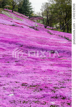 The Hill of the Sun, where moss phlox are in full bloom. The Hill of the Sun, where moss phlox are in full bloom. 140019698