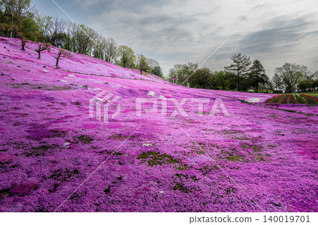 The Hill of the Sun, where moss phlox are in full bloom. The Hill of the Sun, where moss phlox are in full bloom. 140019701