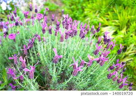 French Lavender French Lavender 140019720