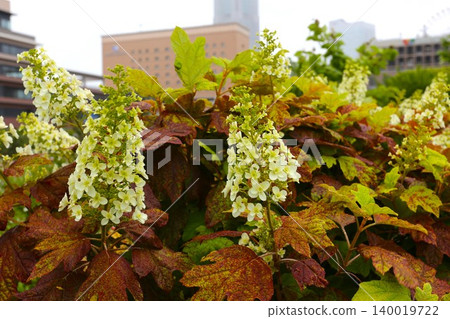 Kashiwaha Hydrangea Kashiwaha Hydrangea 140019722